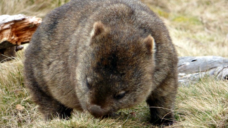 photo, image, wombat, solo australia road trip