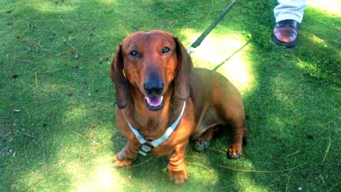 dachsund, bermuda