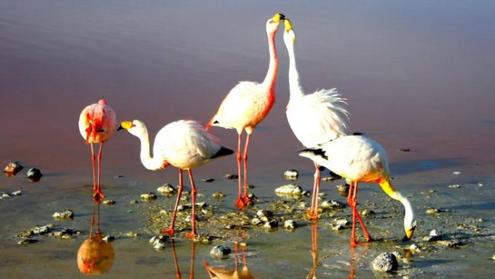 flamingos, solo travel in bolivia