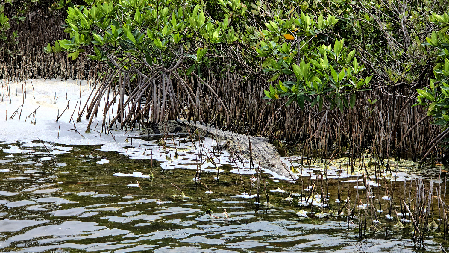 watch out for the crocodiles if you travel solo to cozumel