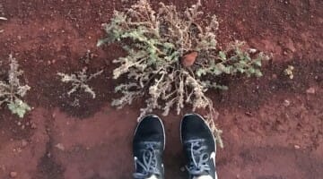 photo, image, feet, red soil, australia, transformed on the ghan