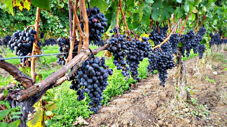 Grapes growing on the vine in an Ontario vineyard