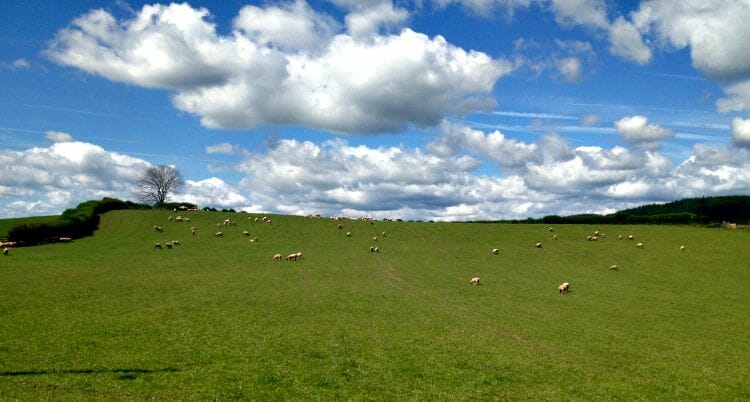 photo, image, sheep, hay-on-wye, wales