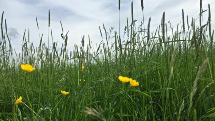 Take some time to lie in the grass. You're on vacation after all. 