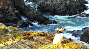 photo, image, puffin, solo in newfoundland