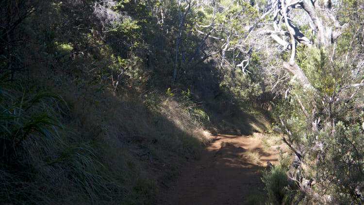 You can see the red clay but with the sticks, stones and roots, and the trees along the site, this made for a challenging hike but a safe one.