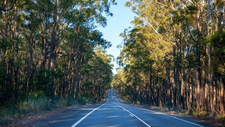 road trip through forest