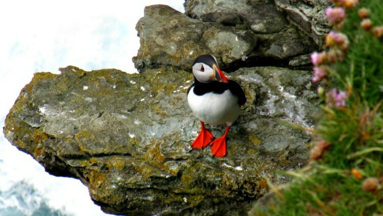 photo, image, puffin, north coast 500, scotland