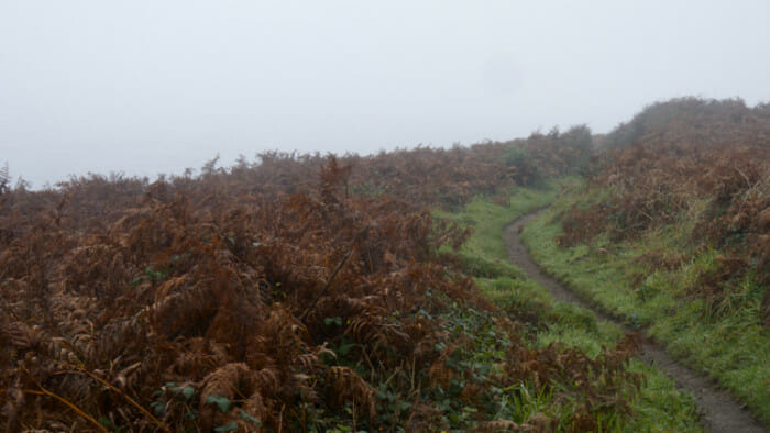 I love the rich red colors of bracken.