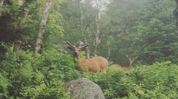 photo, image, deer, mont tremblant