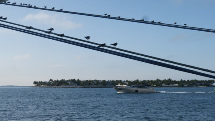 Once side of Key West faces the Atlantic and one side the Gulf of Mexico. Silhouette of birds on the mooring lines on a cruise ship at Mallory Square with the Gulf of Mexico in the background. 