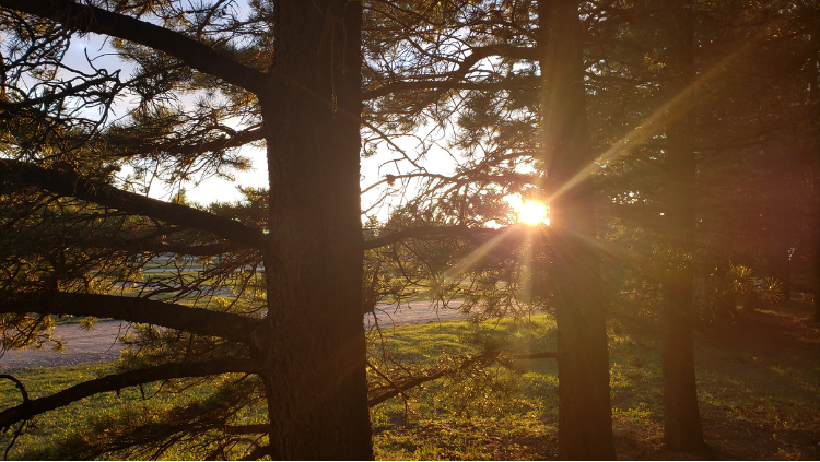 sunset through the pines